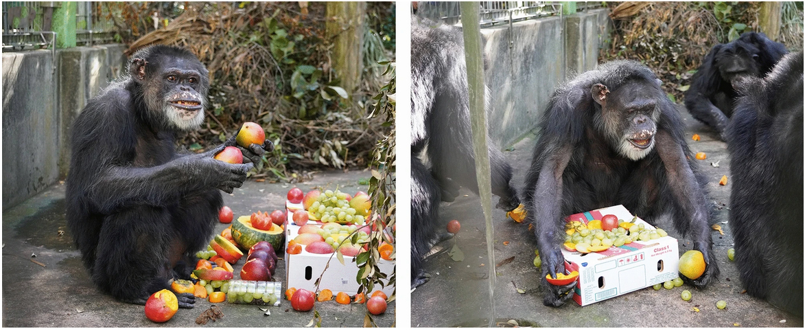 Празднование выздоровления шимпанзе Шубу от гепатита С
